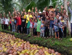 Gerakan Satu Rumah Satu Produk Kelapa, Inhil Jadi Hamparan Kelapa Dunia