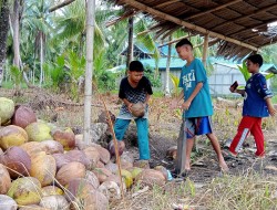 Berita Foto Kelapa Inhil