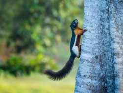 Mengenal Lebih Dalam Hutan Asli Riau yang Ada di Kamp PHR