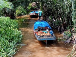 Berita Foto Kelapa Inhil 2