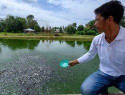 Geliat Ekonomi Masyarakat Binaan PHR di Kampung Patin yang Tembus Pasar Internasional