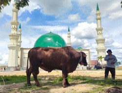 PHR Sebar 34 Ekor Sapi Kurban untuk Masyarakat di Blok Rokan, Ada 3 Sapi Jumbo!