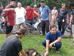 Tahun Ini Keluarga Besar Unilak Potong 4 Sapi dan 8 Ekor Kambing