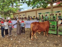 Keluarga Besar PHR Bagikan 124 Sapi dan 65 Kambing untuk Kurban, Masyarakat Rokan Menerima Bantuan