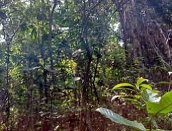 Hutan Rumbai, Harta Karun Kehidupan di Tengah Kota