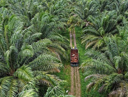 Kelapa Sawit Pendorong Utama Kenaikan NTPR di Riau