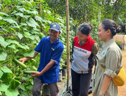 Efek Berganda Pemanfaatan Biogas di Desa Energi Berdikari Binaan PHR