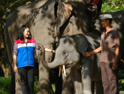 Penghargaan Green World Environment Award, Bukti Sinergi PHR Jaga Ekosistem Gajah